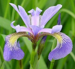 iris versicolor